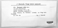 Phomopsis oblita image
